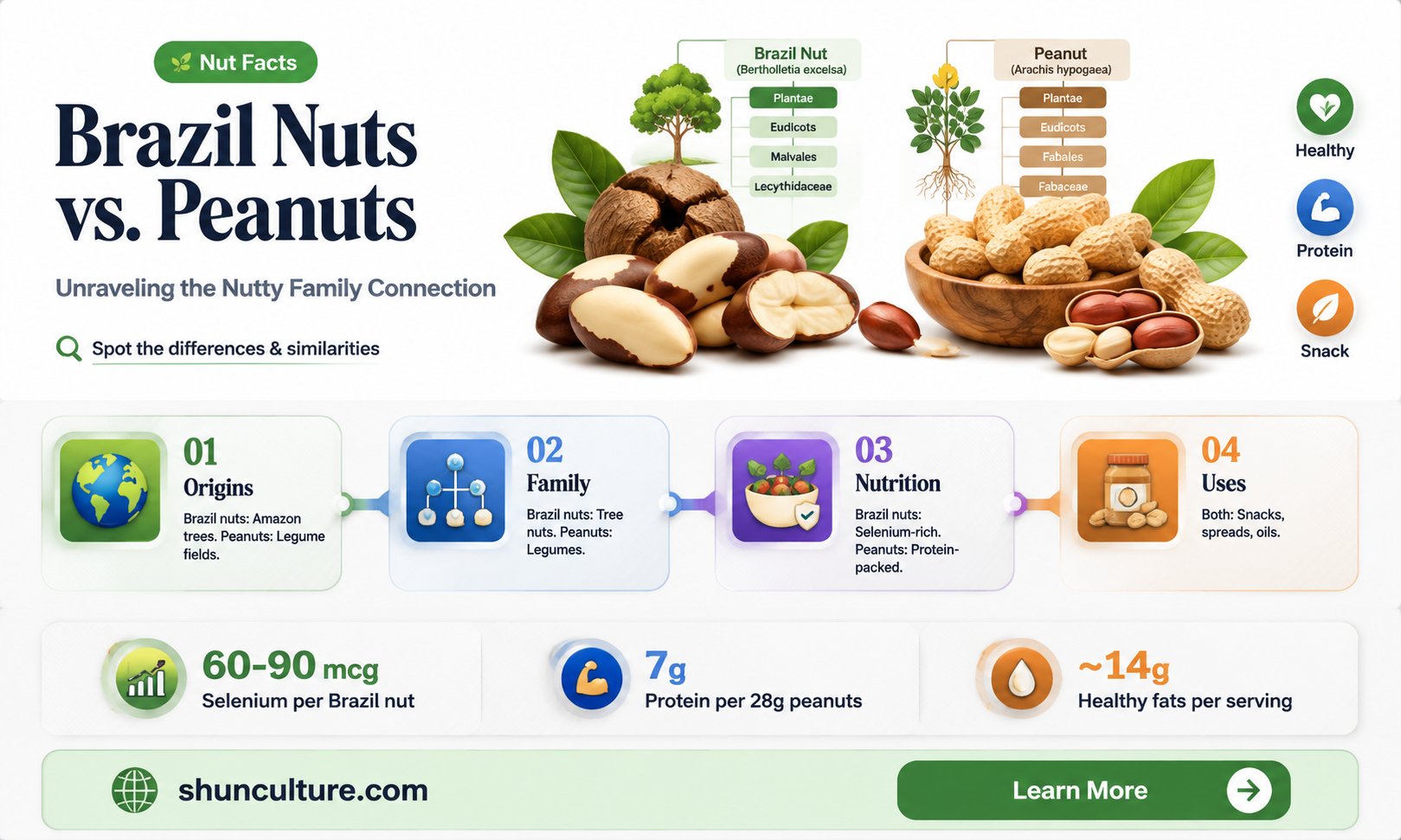 are brazil nuts related to peanuts