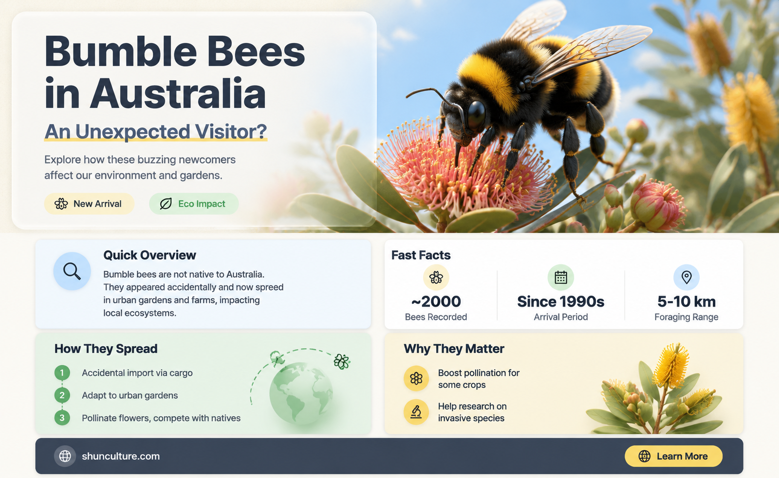 are bumble bees found in australia