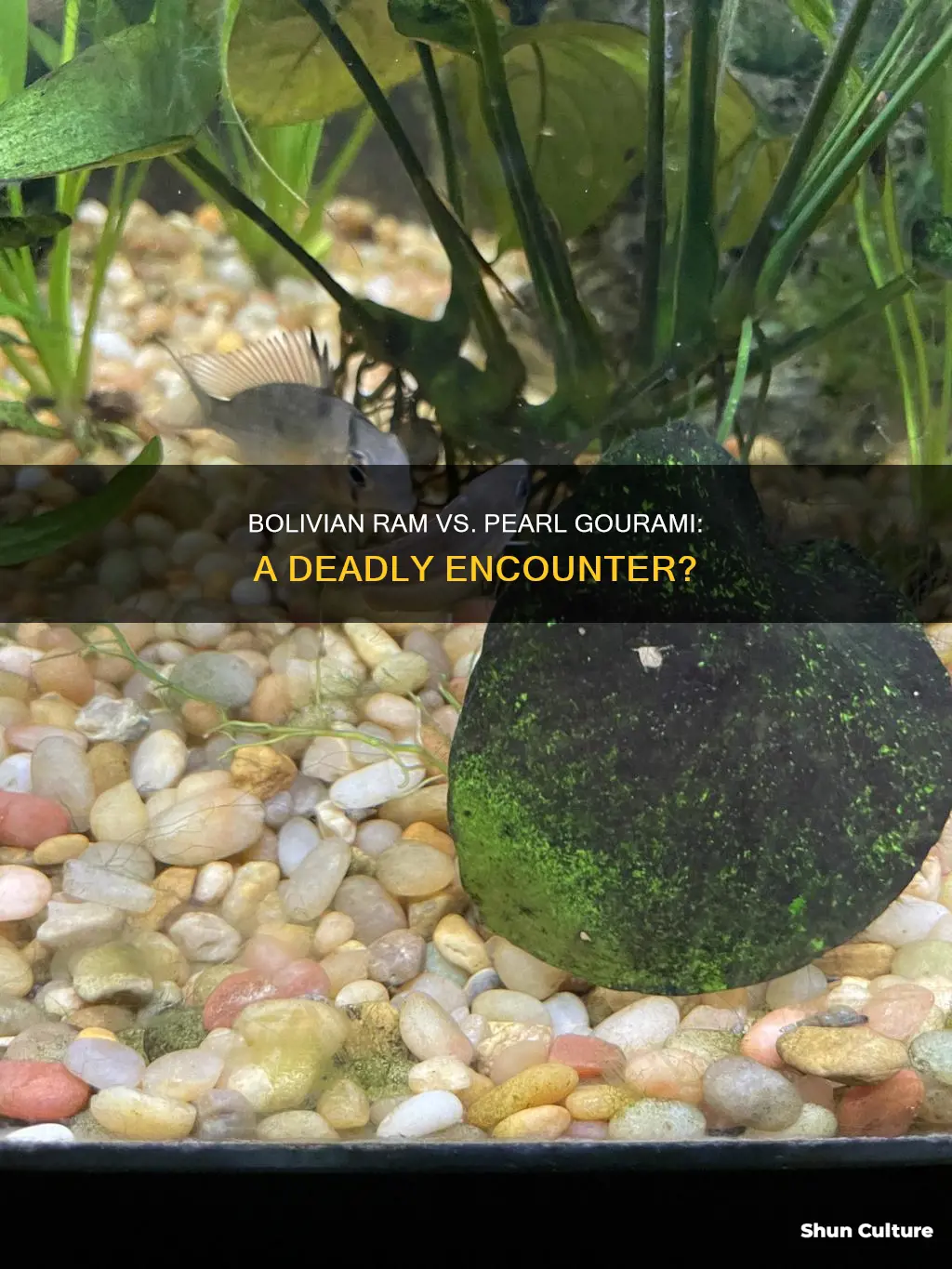 can a bolivian ram kill a pearl gourami