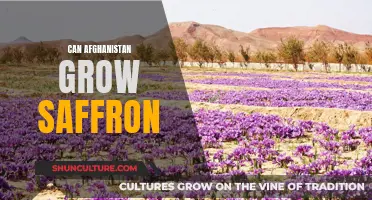 The Golden Spice of Afghanistan: Unlocking Saffron's Potential in the War-torn Country