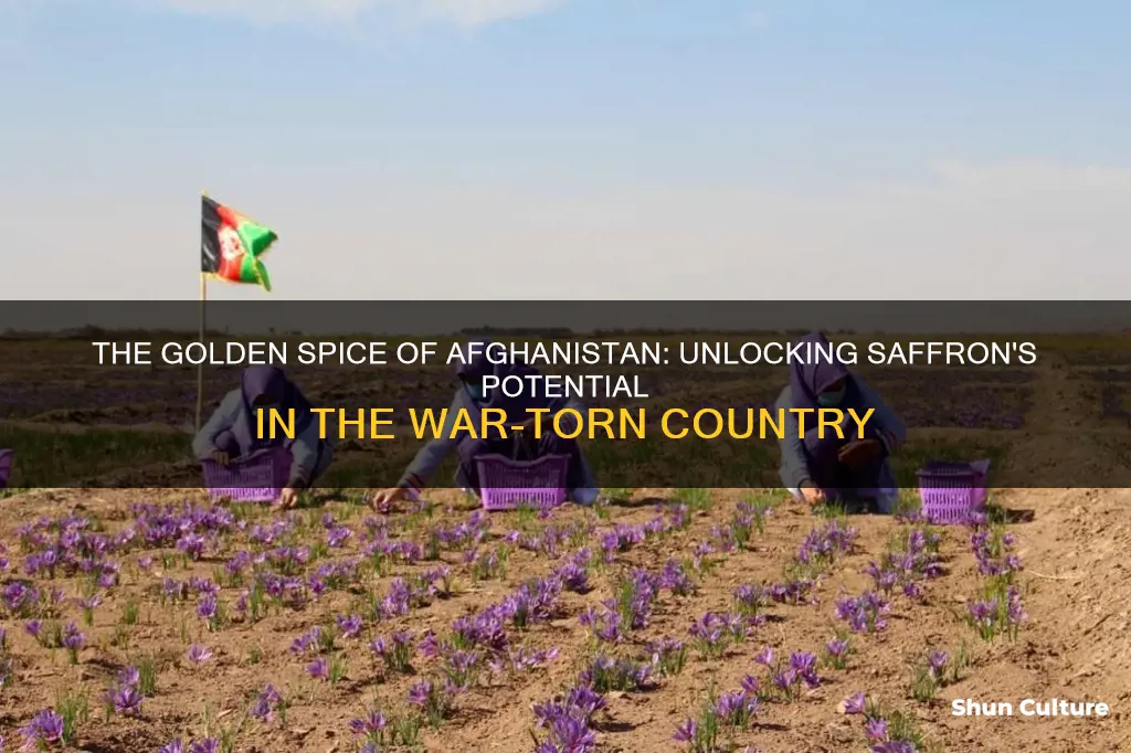 can afghanistan grow saffron