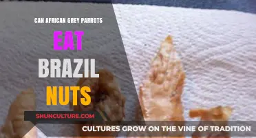 Can African Grey Parrots Safely Eat Brazil Nuts? A Guide