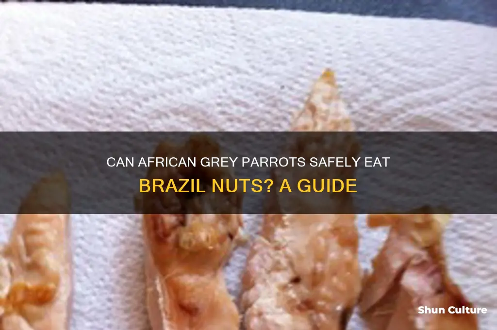 can african grey parrots eat brazil nuts