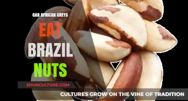 Can African Greys Safely Enjoy Brazil Nuts? A Nutritional Guide
