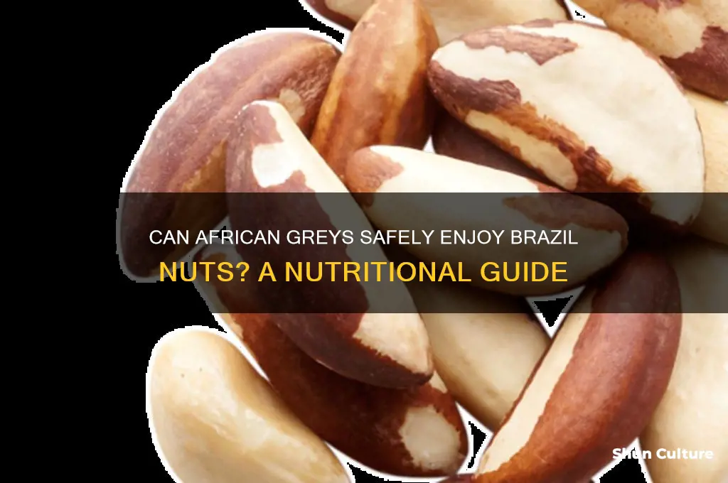 can african greys eat brazil nuts