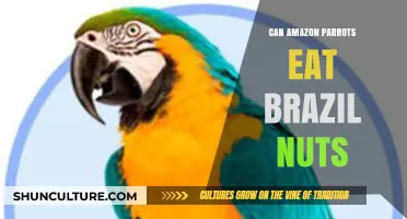 Can Amazon Parrots Safely Enjoy Brazil Nuts? A Nutritional Guide