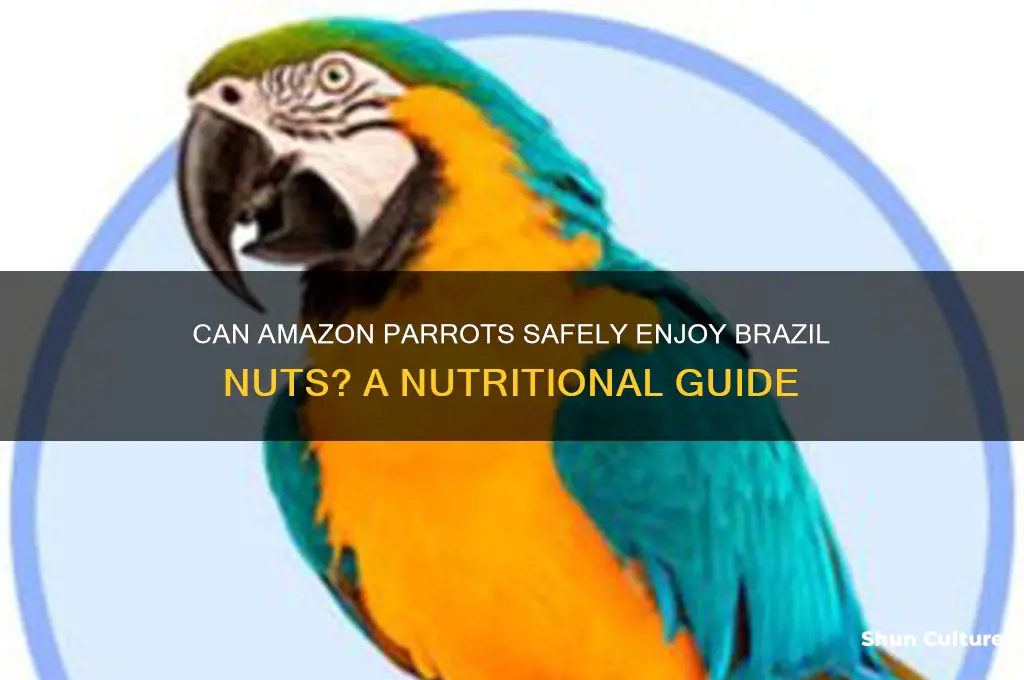 can amazon parrots eat brazil nuts