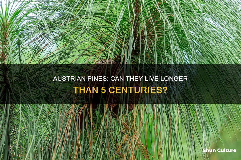 can austrian pines live longer than 500 years