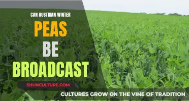 Broadcasting Austrian Winter Peas: Tips and Techniques