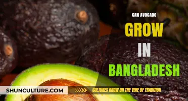 Exploring Avocado Cultivation in Bangladesh: Climate, Soil, and Feasibility