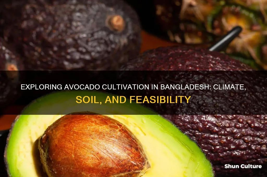 can avocado grow in bangladesh