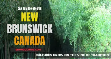 Bamboo in New Brunswick: Possible?