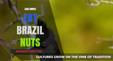 Can Birds Safely Eat Brazil Nuts? A Nutritional Guide