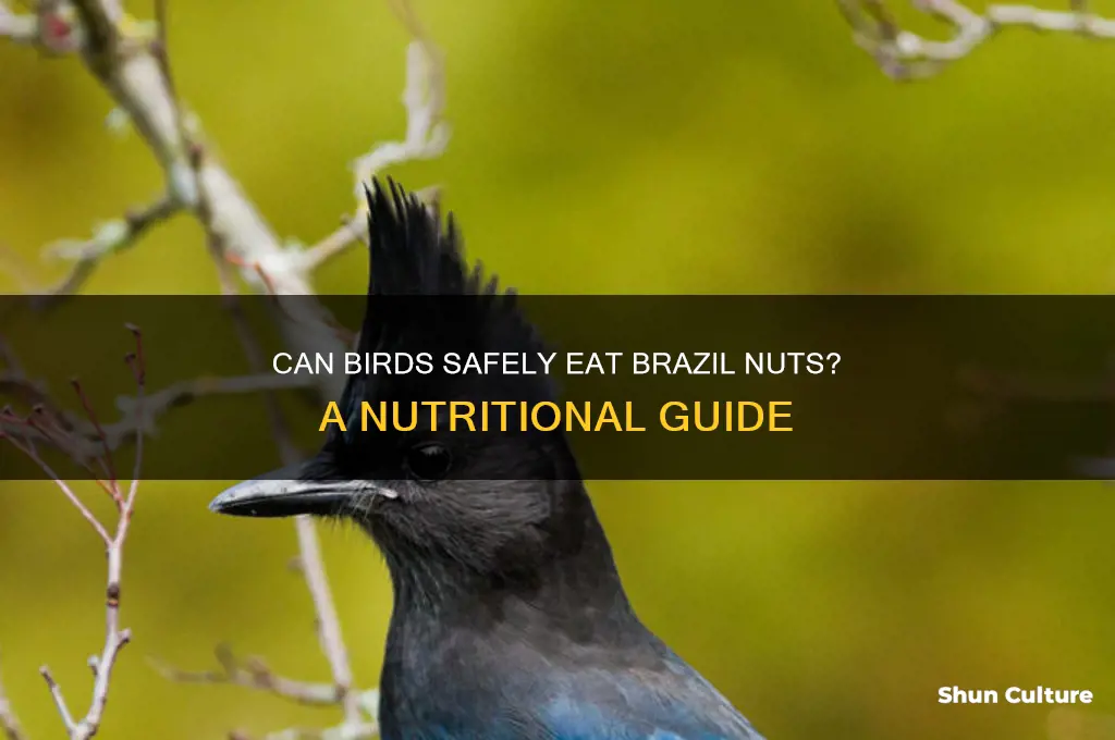 can birds eat brazil nuts