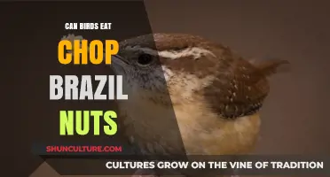 Can Birds Safely Eat Chopped Brazil Nuts? A Feeding Guide