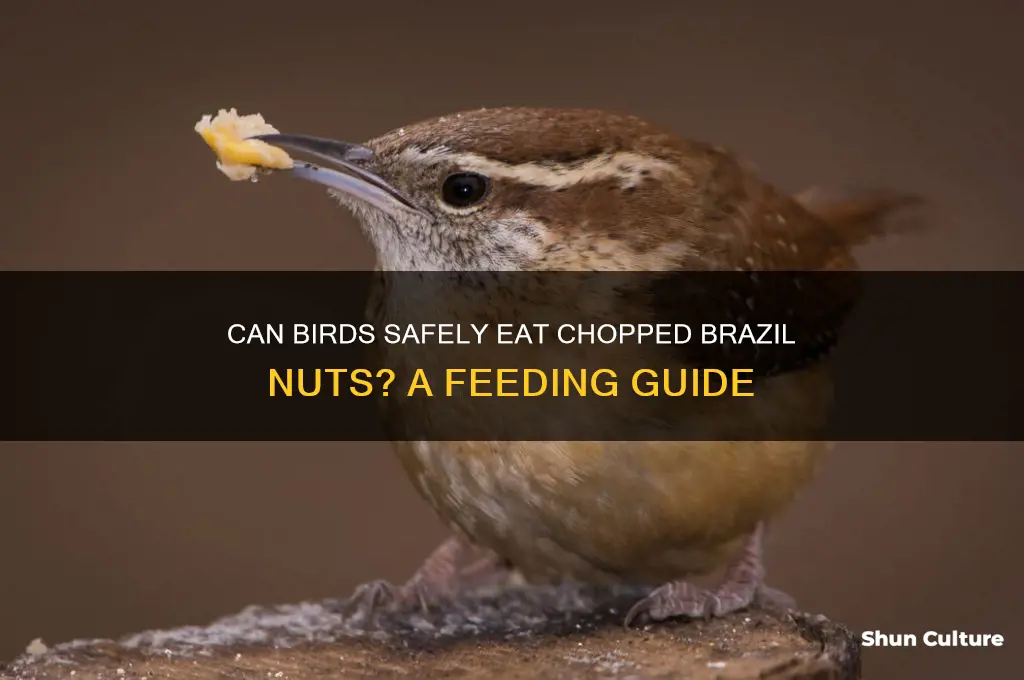 can birds eat chop brazil nuts
