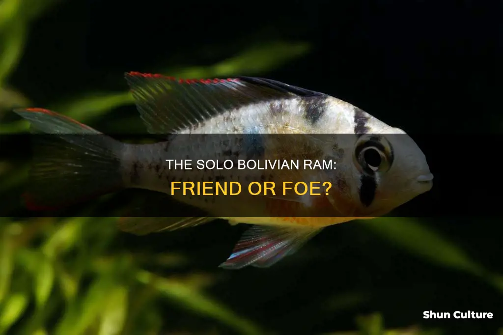 can bolivian ram live alone