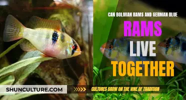 German Blue Rams and Bolivian Rams: Compatible Tank Mates?