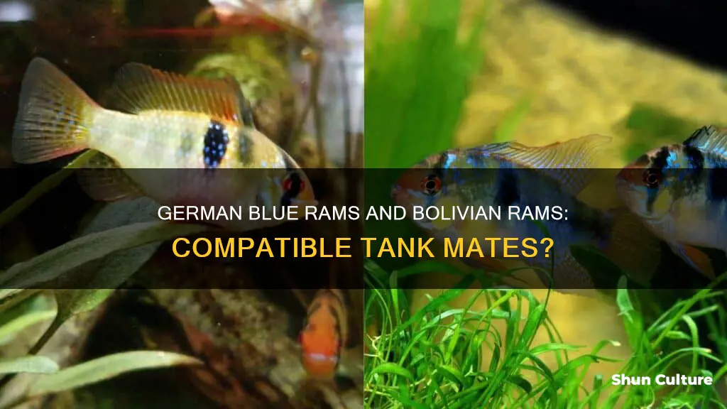 can bolivian rams and german blue rams live together