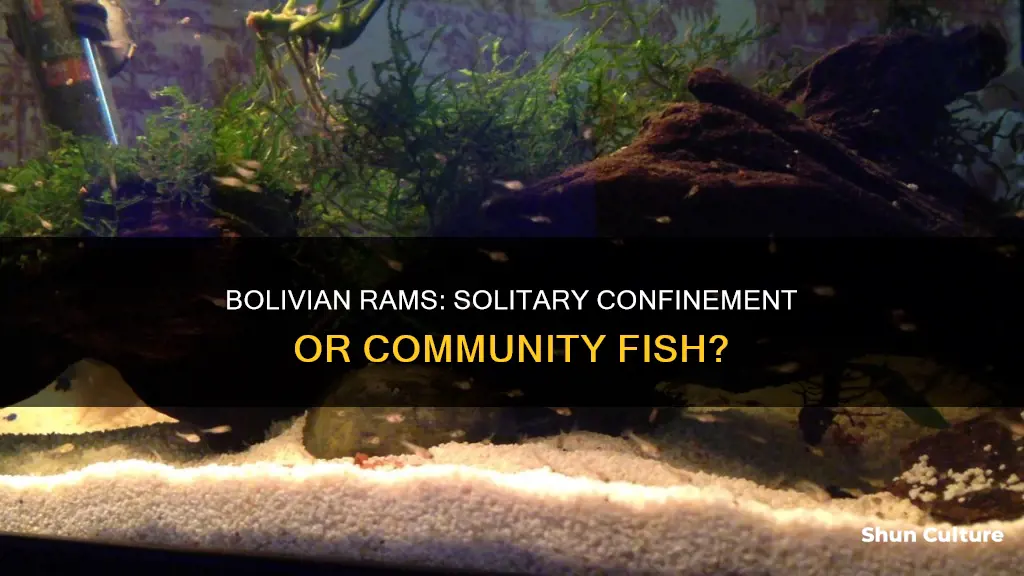 can bolivian rams be kept alone