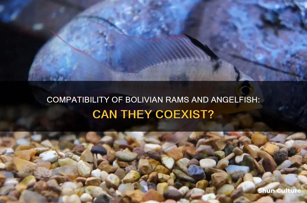 can bolivian rams live with angelfish