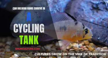 Bolivian Rams: Cycling Tank Survival Guide