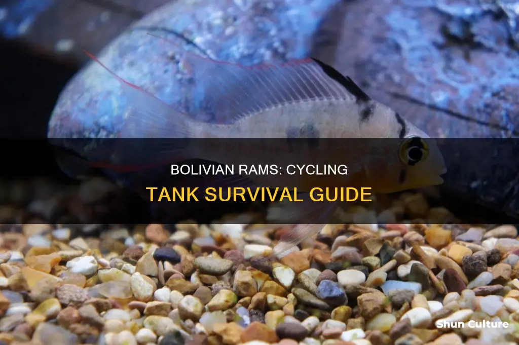 can bolivian rams survive in a cycling tank