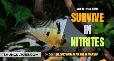 Bolivian Rams: Surviving Nitrites?