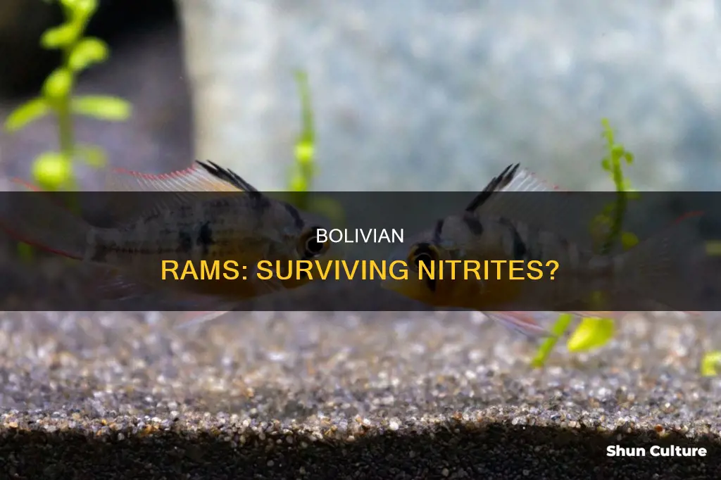 can bolivian rams survive in nitrites