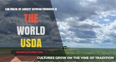 Brazil's Soybean Surge: Can It Overtake the U.S. as Top Producer?