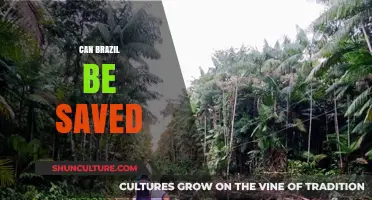 Can Brazil Be Saved? Exploring Solutions for a Nation in Crisis