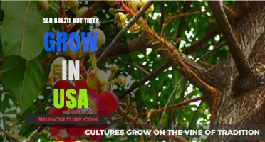 Can Brazil Nut Trees Thrive in the United States Climate?