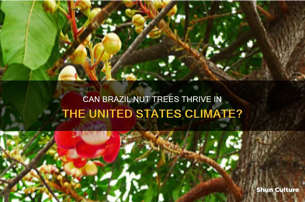 can brazil nut trees grow in usa