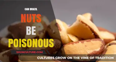 Are Brazil Nuts Poisonous? Uncovering the Truth About Their Safety