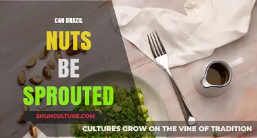 Can Brazil Nuts Sprout? A Guide to Germinating These Superfoods