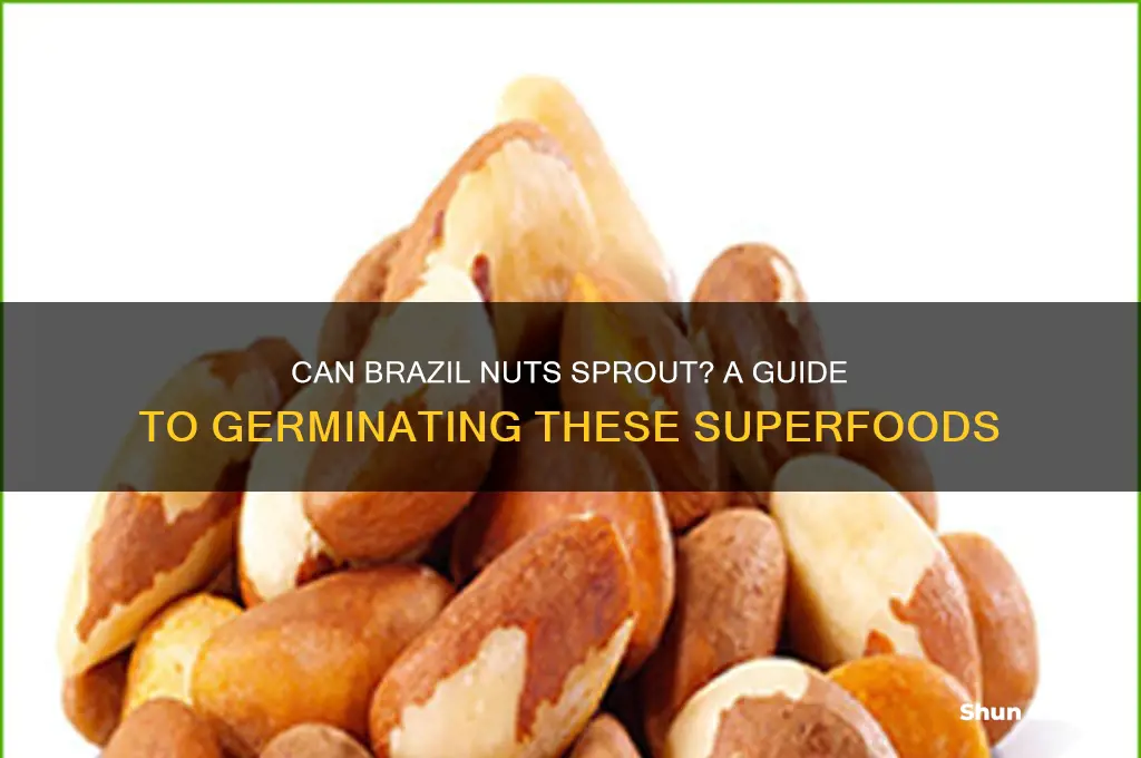 can brazil nuts be sprouted