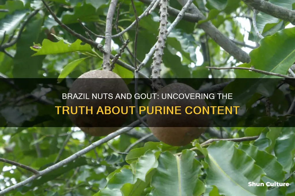 can brazil nuts cause gout