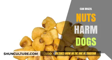 Are Brazil Nuts Safe for Dogs? Potential Risks Explained