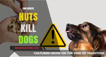 Are Brazil Nuts Toxic to Dogs? What Pet Owners Need to Know