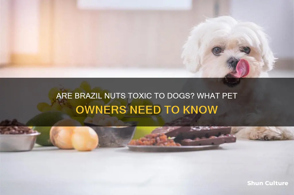 can brazil nuts kill dogs