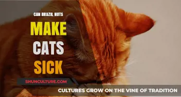 Can Brazil Nuts Harm Cats? Understanding the Risks and Symptoms