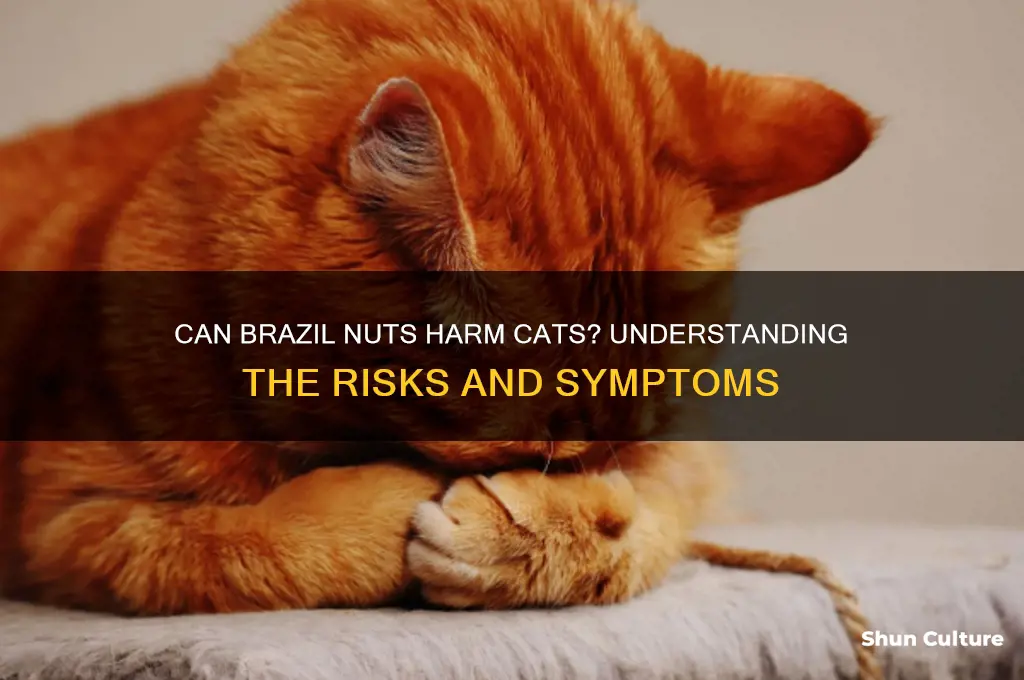 can brazil nuts make cats sick