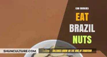 Can Budgies Safely Enjoy Brazil Nuts? A Nutritional Guide