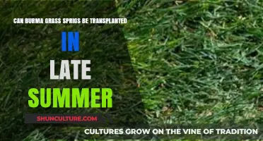 Late Summer Transplanting: Can Burma Grass Sprigs Thrive?