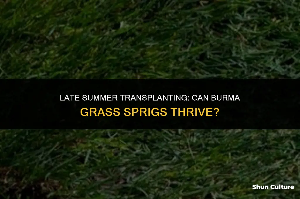 can burma grass sprigs be transplanted in late summer