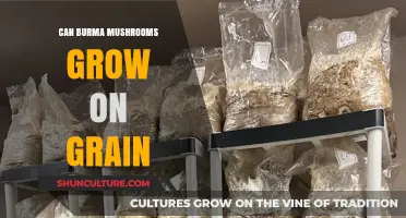 Exploring the Possibility of Growing Burma Mushrooms on Grain