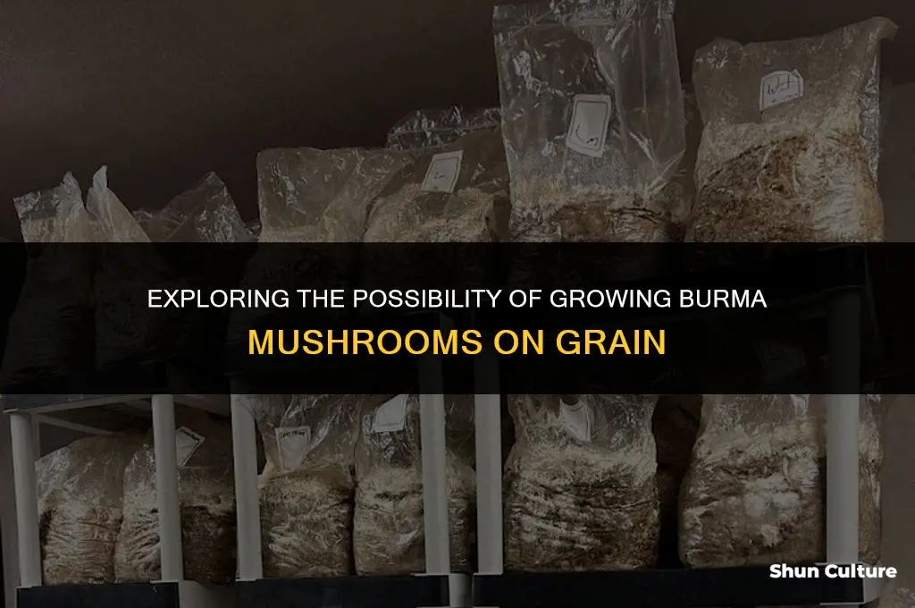 can burma mushrooms grow on grain
