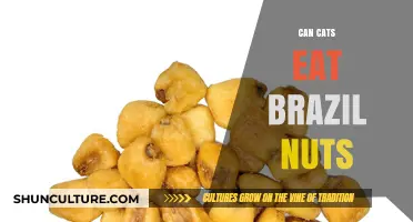 Can Cats Safely Eat Brazil Nuts? A Nutritional Guide