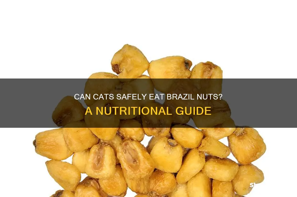 can cats eat brazil nuts