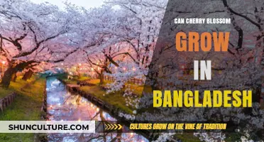 Can Cherry Blossoms Thrive in Bangladesh's Tropical Climate?